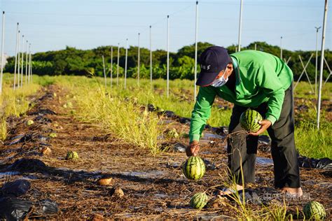 岡山西瓜、香瓜災損達救助門檻 84前可向公所申請 地方 中央社 Cna