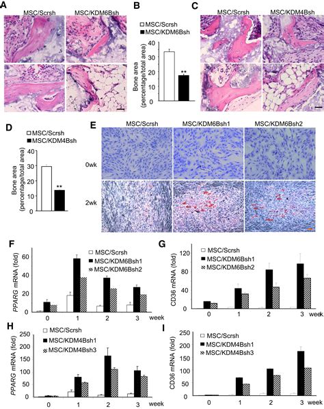 Histone Demethylases Kdm4b And Kdm6b Promotes Osteogenic