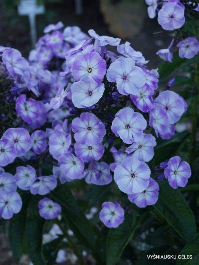 Younique Old Blue Daylily Phlox Eu