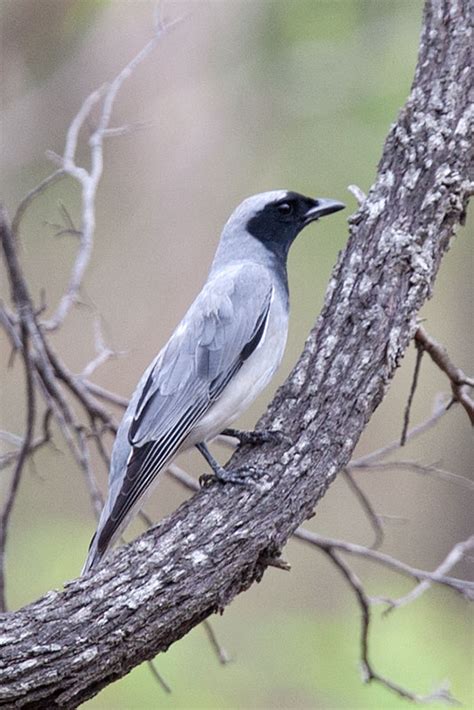 Black-faced Cuckoo-shrike Coracina novaehollandiae