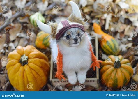 Pomeranian puppy stock image. Image of sailor, costume - 46446155