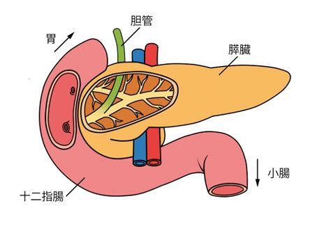 慢性膵炎│米盛病院（鹿児島市与次郎）