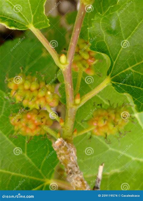 Mulberry Fruit, a Cluster Composed of Several Small Drupes that are ...