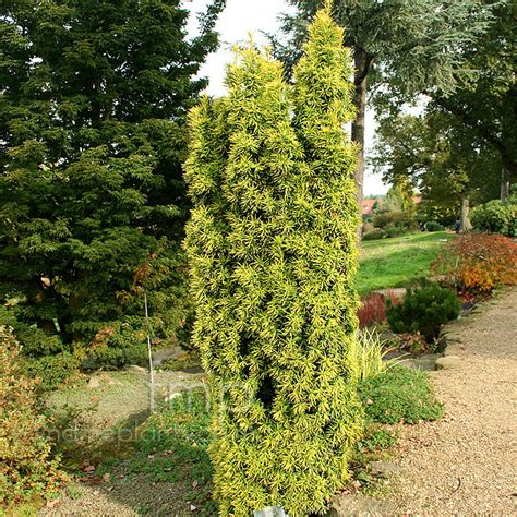 Taxus Baccata Standishii Yew Information Pictures And Cultivation Tips