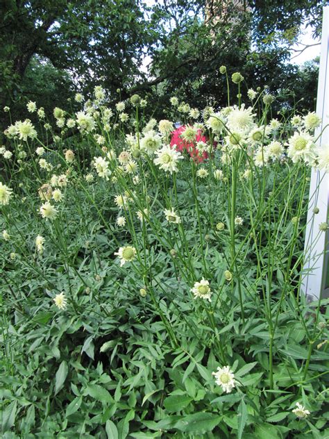 A Mystery Perennial Laidback Gardener