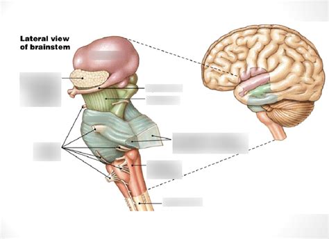 Brain Stem Diagram Quizlet