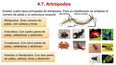 Top 113 Imágenes De Los Animales Artrópodos Destinomexicomx