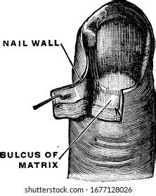 Matrix Fingernail Part Nail Bed That Stock Vector (Royalty Free ...