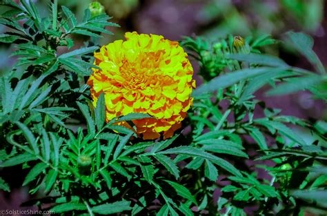 Marigold (Tagetes) — UIC Heritage Garden