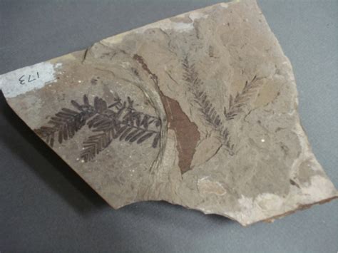 Fern fossils | Earth Sciences Museum | University of Waterloo