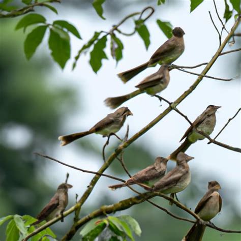 Flycatchers: The Mighty Birds of the Ecosystem