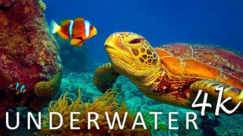 K Stunning Underwater Wonders Of The Red Sea Relaxing Music Coral