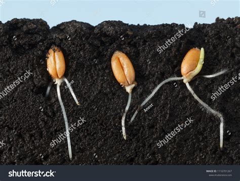 7,164 Wheat Seed Germination Images, Stock Photos & Vectors | Shutterstock