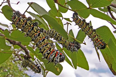 Southern African caterpillar that feeds millions may be next climate ...