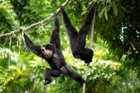 Siamangs: Unraveling the Secrets of Largest Gibbons