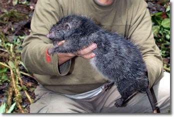 Bosavi woolly rat - Alchetron, The Free Social Encyclopedia