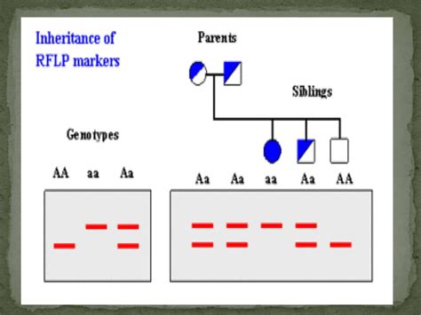 Restriction fragment length polymorphism