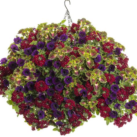 Superbena Royale® Romance Verbena Hybrid Proven Winners