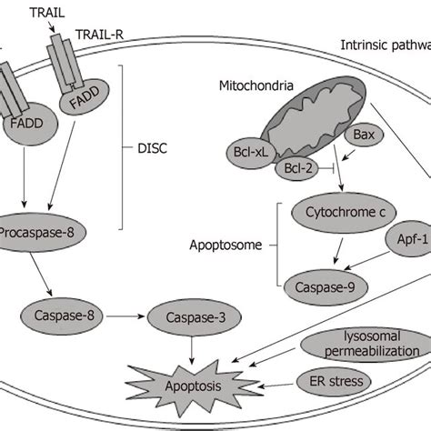 Extrinsic And Intrinsic Pathways In Liver Apoptosis Ros Reactive