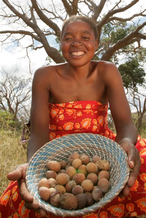 Mongongo Tree - Aurum Africa