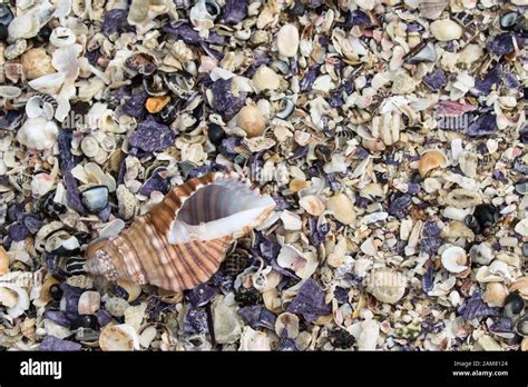 Australia shells seashells hi-res stock photography and images - Alamy