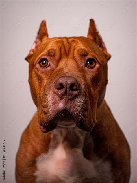 Red Nose Pitbulls With Blue Eyes