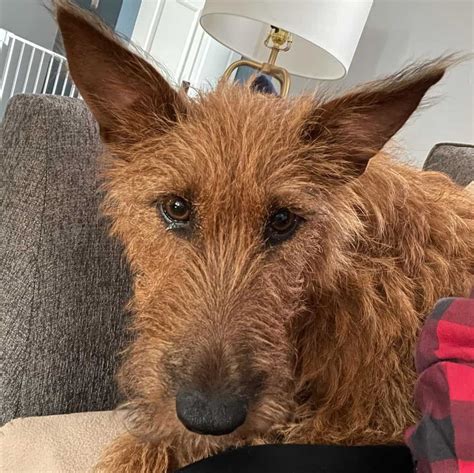 Irish Terrier All You Need To Know About The Irish Farming Dog K9 Web