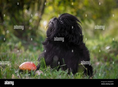 Black shaggy dog hi-res stock photography and images - Alamy