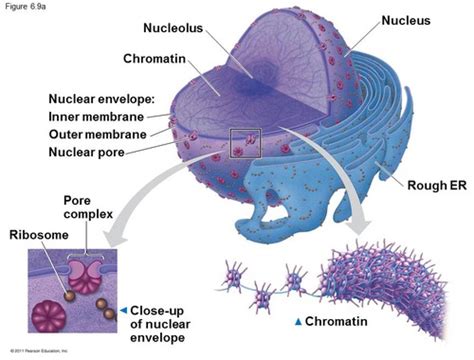 Nucleus Nuclear Envelope Chromosomes And Chromatin Flashcards Quizlet