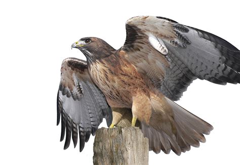 Red-Tailed Hawks - WildlifeNYC