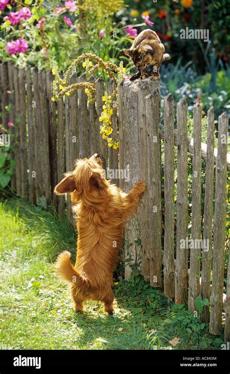 Barking cat hi-res stock photography and images - Alamy