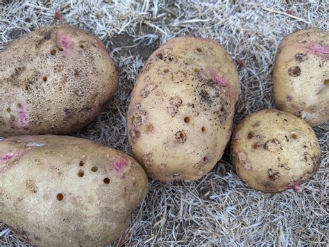 Holes in Potatoes: Causes, Pest Control and Prevention - A Garden Diary