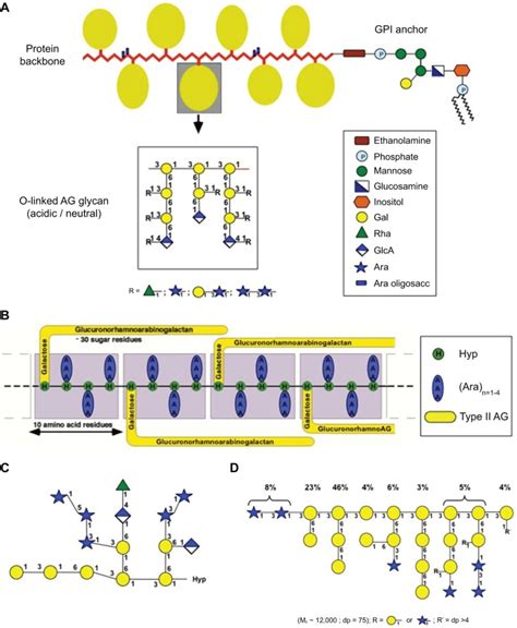 Schematic Representation Of The Diversity Of Agp Glycan Structures