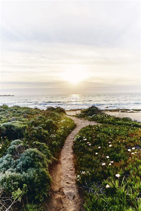 Path to Ocean with Wildflowers and Sun - Nature Photography