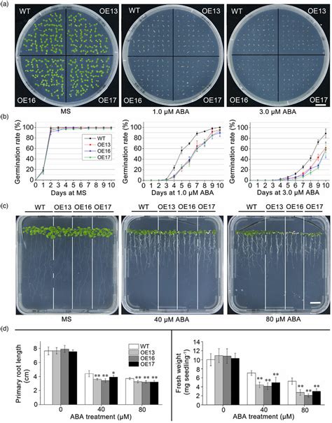 Overexpression Of MsNTF2L In Arabidopsis Enhanced ABA Sensitivity A