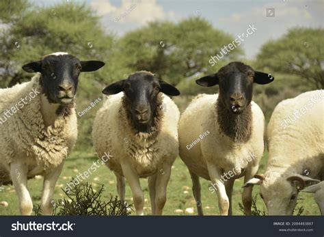 Blackhead Sheep Images Stock Photos And Vectors Shutterstock