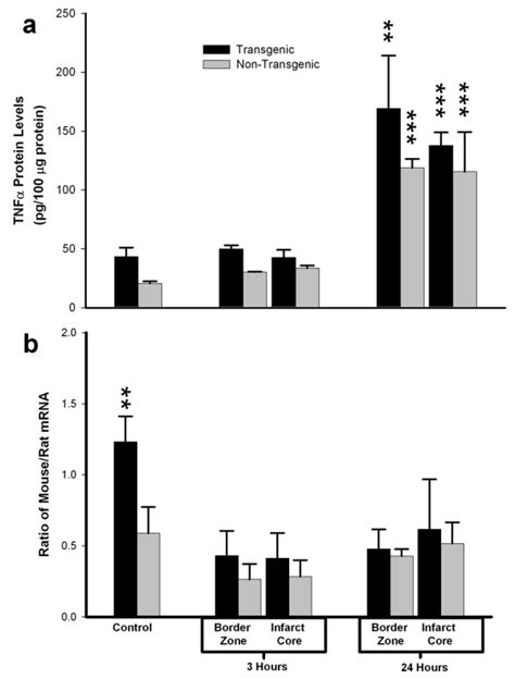 Regional Expression Of Tnfα Mrna And Protein In Brain After Focal