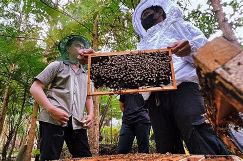 Melihat Panen Madu Di Suhita Bee Farm Lampung Peternakan Lebah