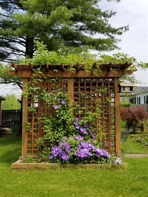 Clematis On Pergola By Tamara Poteet Parsons On YouPic