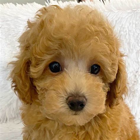 Poodle Puppies For Sale In Sunny Southern Florida By Heavenly Puppies