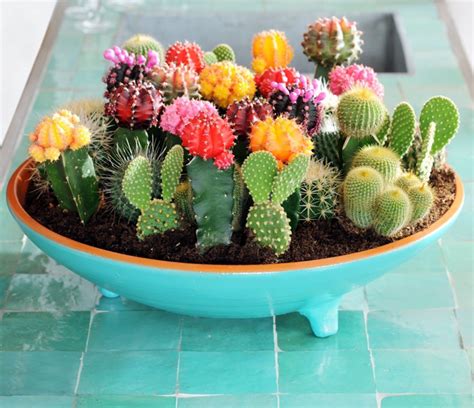 Comment Cr Er Un Joli Jardin Miniature Avec Des Cactus