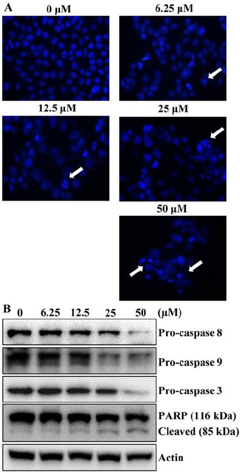 Effects Of Apigenin On The Cell Cycle And The Levels Of Cell Cycle