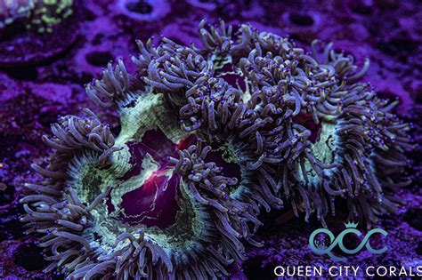 Red Mouth Elegance Coral - (WYSIWYG) | Queen City Corals