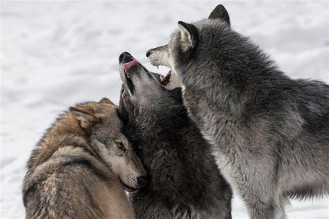 Premium Photo | Wolf pack a pack of wolves wolf pack in forest