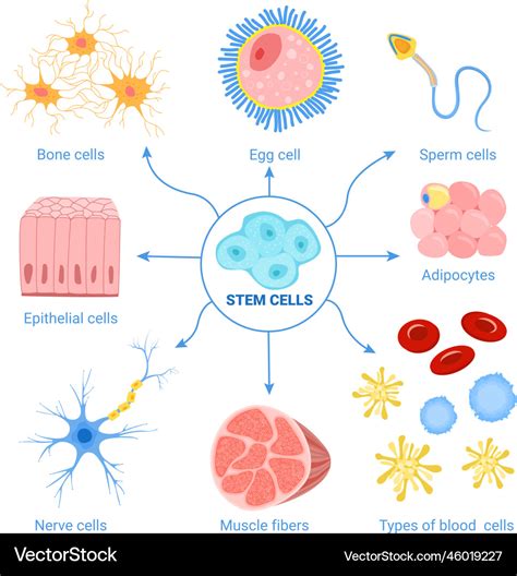 Human cells diagram set Royalty Free Vector Image