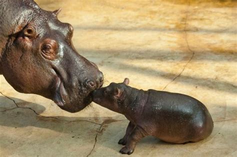 Cute Baby Hippo 17 Pics