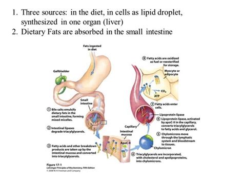 Integrerad Metabolism Flashcards Quizlet