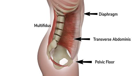 Pelvic Girdle Muscles