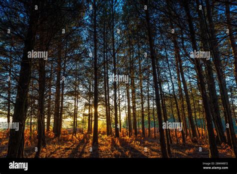 Sunlight through trees Stock Photo - Alamy