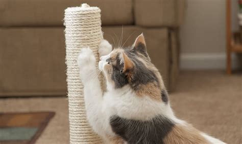 How To Get A Cat To Use A Scratching Post